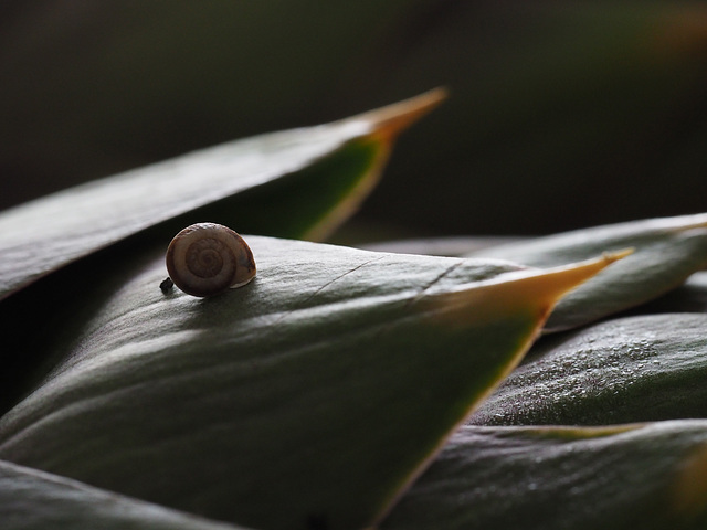 yes, very little snail !