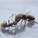 IMG 0176 Ant