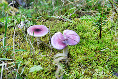 Birken-Spei-Täubling (Russula betularum)