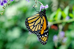 HUNAWIHR: Jardins des papillons 30