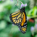 HUNAWIHR: Jardins des papillons 30