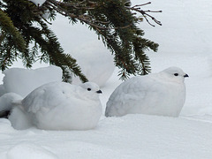 Resting on a bed of snow