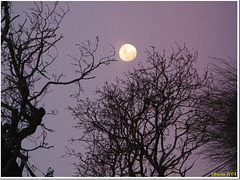 Pleine Lune (en attendant les loups-garous)...