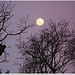 Pleine Lune (en attendant les loups-garous)...