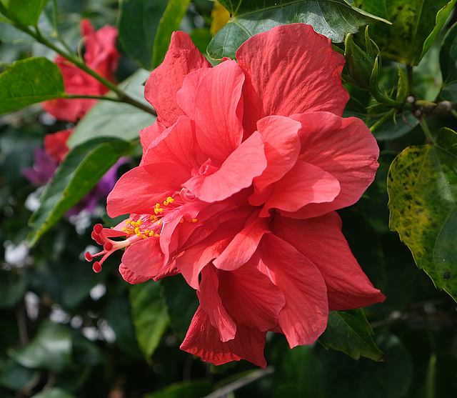 A Florida Hibiscus