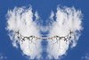 Wolken-Fledermaus (PiP)