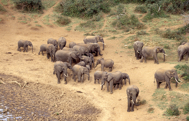 African Elephant gathering at the Mt Kenya waterhole