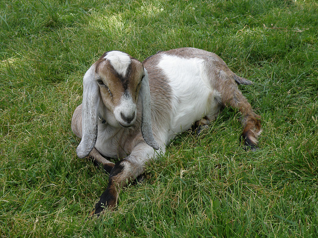 Goat at the Sandburg Home
