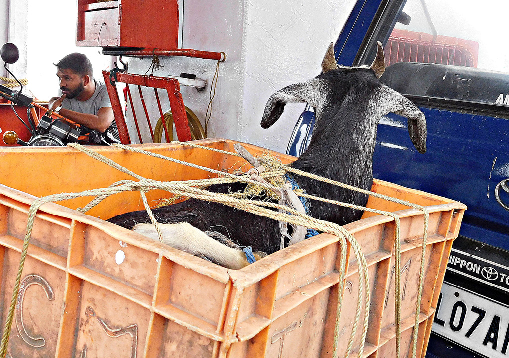 Goat on a boat