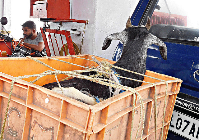 Goat on a boat