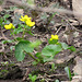The first Marsh Marigolds