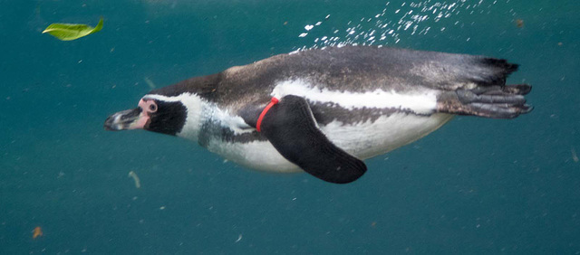 Underwater penguin 1