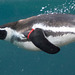 Underwater penguin 1