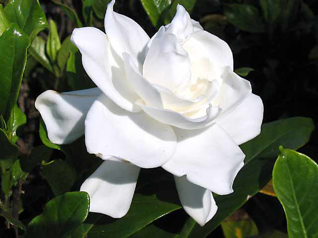 photo-gardenia