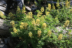 Yellow-flowering lupine