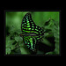 Green-Spotted Triangle Butterfly