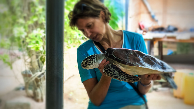 Sea turtle farm and Hatchery, Sri Lanka