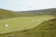 Icelandic Meadows with Harvested Crops