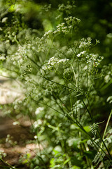 Cow Parsley in Old Road