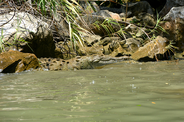 Mexico, American Crocodile in Sumidero Canyon