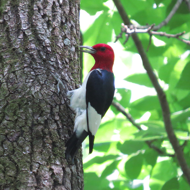 Red-headed woodpecker