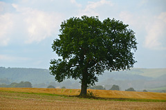 Lone tree near Denstone