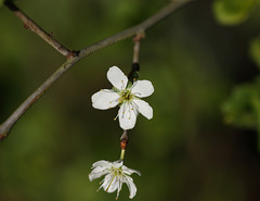 Sloe/Blackthorn blossom