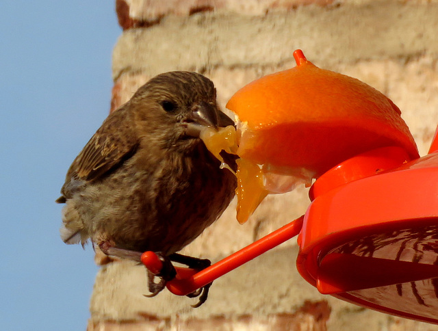 Immature House Finch