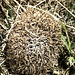 Hedgehog  - and these nosy fellows...  PIP