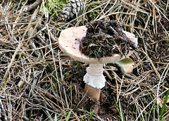 Der Pilz hat seine Tarnkappe gleich mitgebracht. ;)
