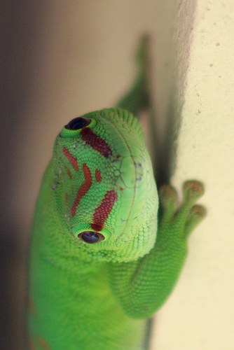 Gecko Attitude