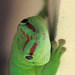 Gecko Attitude