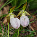 Cypripedium acaule (Pink Lady's-slipper orchid) unusual light form