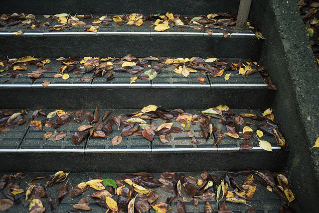 Fallen leaves on the steps