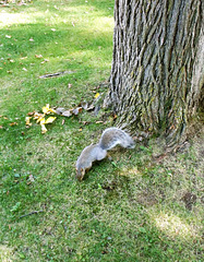 A praying squirrel