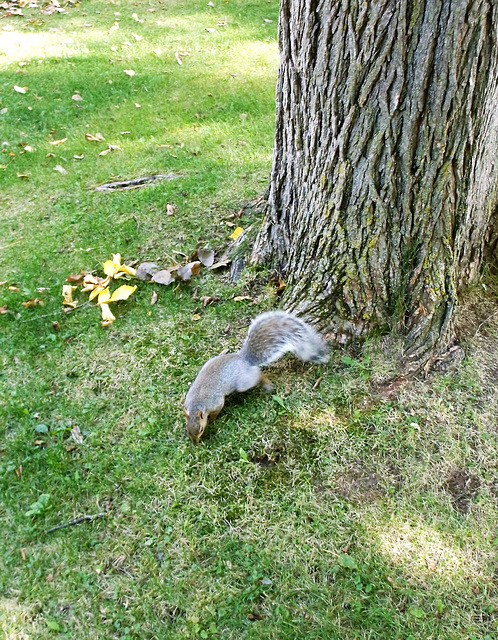 A praying squirrel