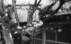 Cherry blossoms on a twig