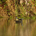Wood ducks on the pond