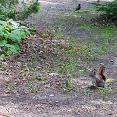 Squirrel and Robin