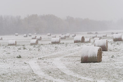 Frosted Shredded Wheat (Hay)