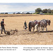 Poundfield Farm Working Heavy Horses ploughing team - furrow 3