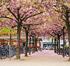 Köln - Kirschblüte am Josef-Haubrich-Hof