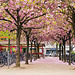 Köln - Kirschblüte am Josef-Haubrich-Hof