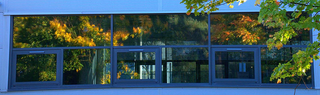 Trees. Reflections in the glass
