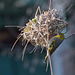 Village weaver bird at its nest