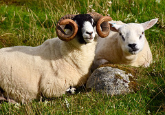 Sheep on Uist