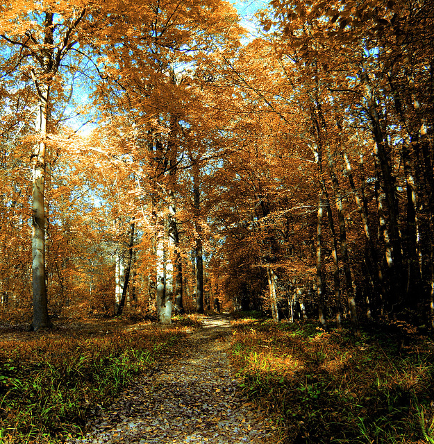 path in fall