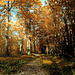 path in fall