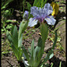 Iris nain St- Aubin- sur- mer  (2)
