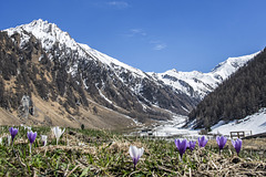 Early Spring Flowers